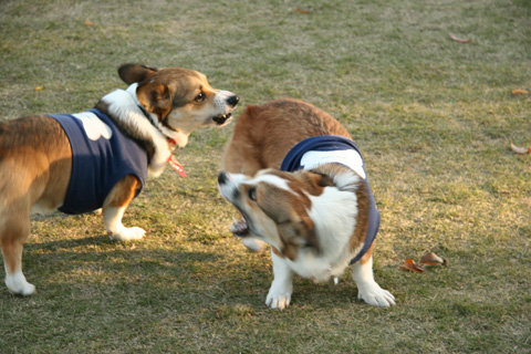e0071225_132439.jpg