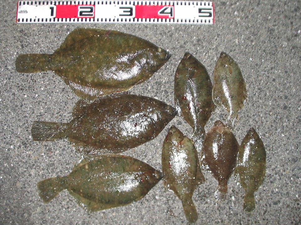 カレイ釣りに撒き餌は効果があるのか すすむの気まぐれ釣り日記