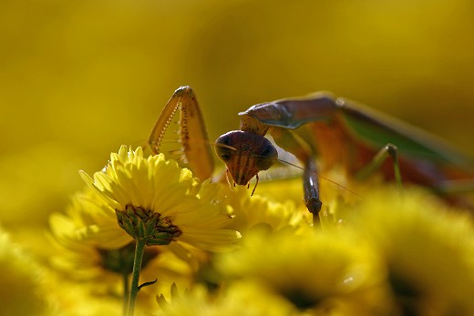 風の道の昆虫_d0029333_200337.jpg