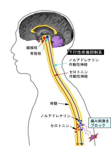 C（32）　下降性抑制系（抗うつ剤が慢性痛に効く仕組み）_f0151940_014273.jpg