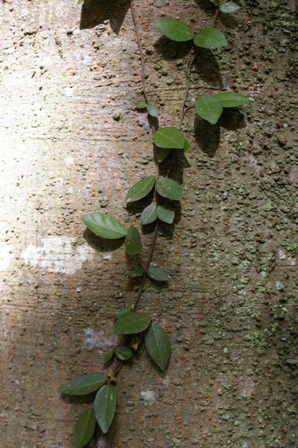 禅寺　木の胴_e0086642_2214314.jpg