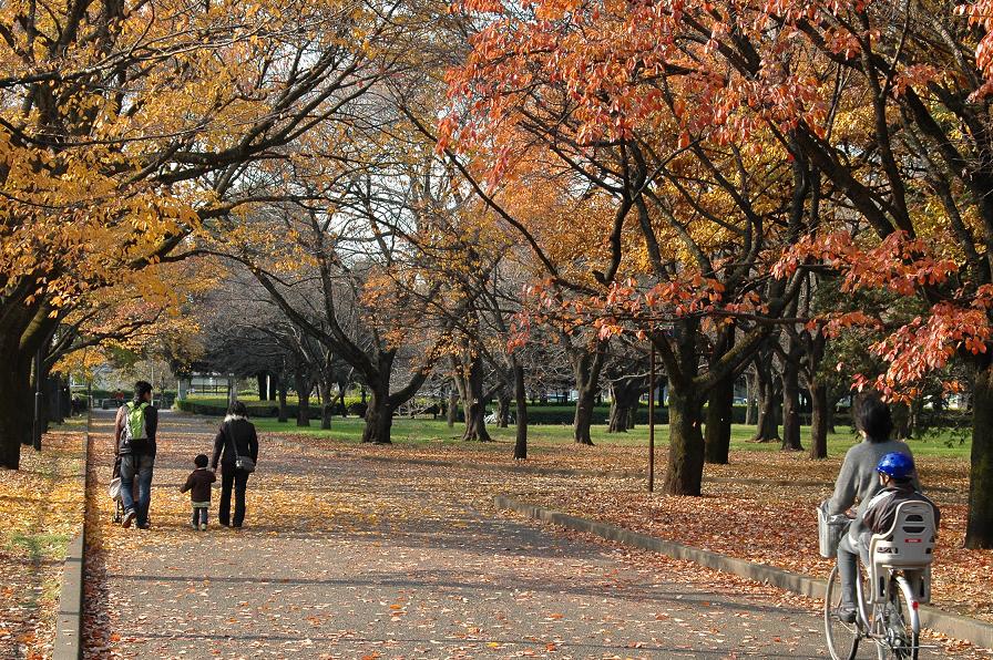 小金井公園の秋_e0095142_2114759.jpg