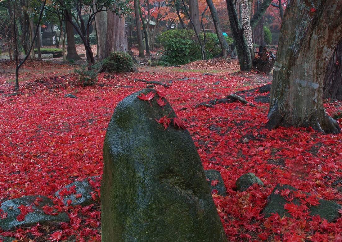 錦秋の湖東三山_c0094546_13414024.jpg