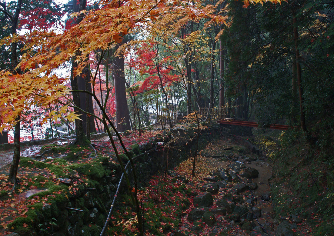 錦秋の湖東三山_c0094546_14204432.jpg