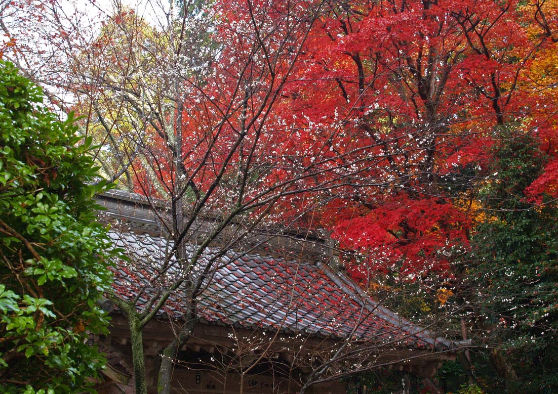 錦秋の湖東三山_c0094546_15531928.jpg