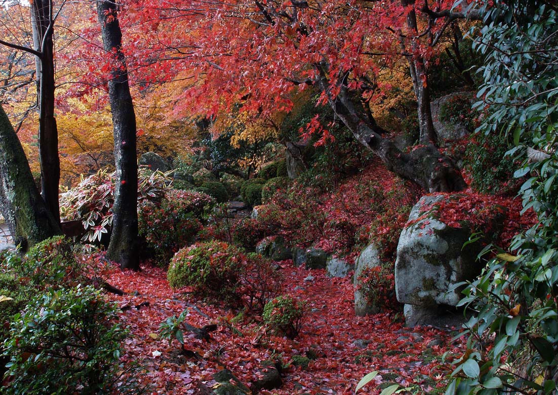 錦秋の湖東三山_c0094546_1718219.jpg