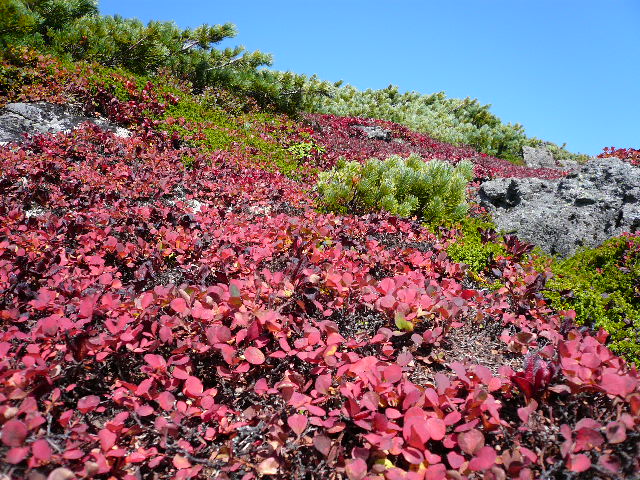 大雪山で紅葉トレッキング～その先の黒岳へ_c0110550_2156132.jpg