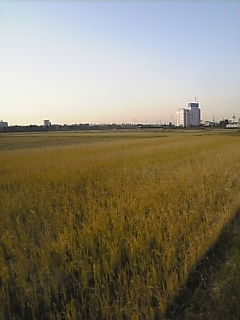 c0069552_16353020.jpg
