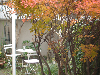 紅葉の下に、新装カフェコーナー_e0044855_0225181.jpg