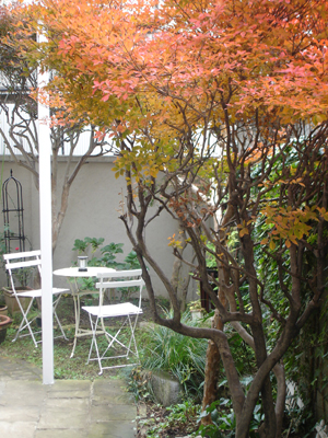 紅葉の下に、新装カフェコーナー_e0044855_028632.jpg