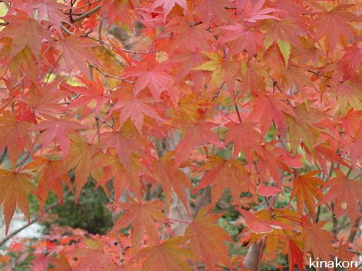 京都の紅葉　その１_a0107666_2085720.jpg