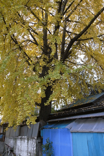 autumn colour of leaves : still_e0051071_187833.gif