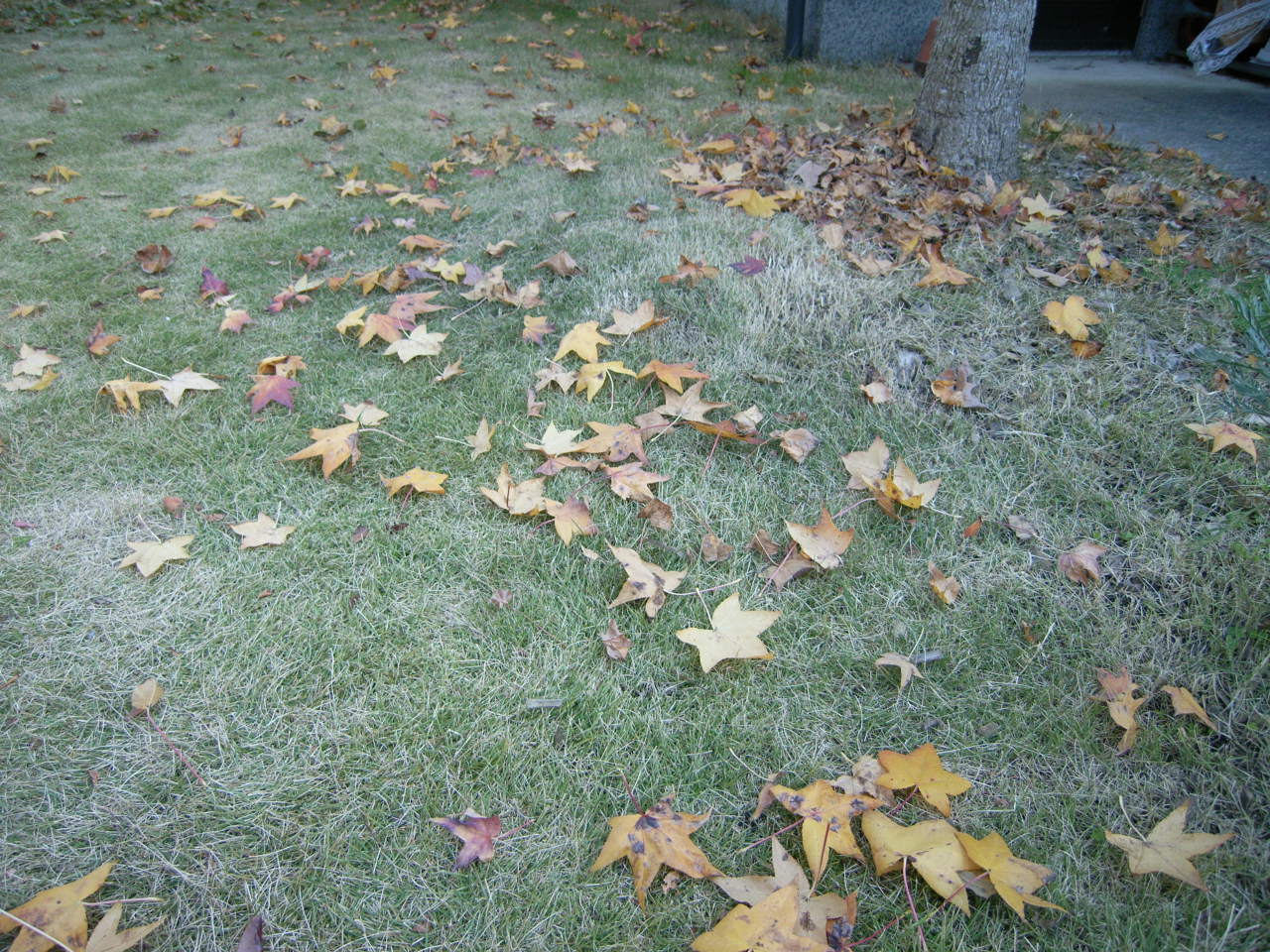 落ち葉_c0143482_7283640.jpg