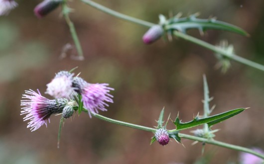 薊２種　御所船宿寺から吉野薬水－３_c0144185_21255091.jpg