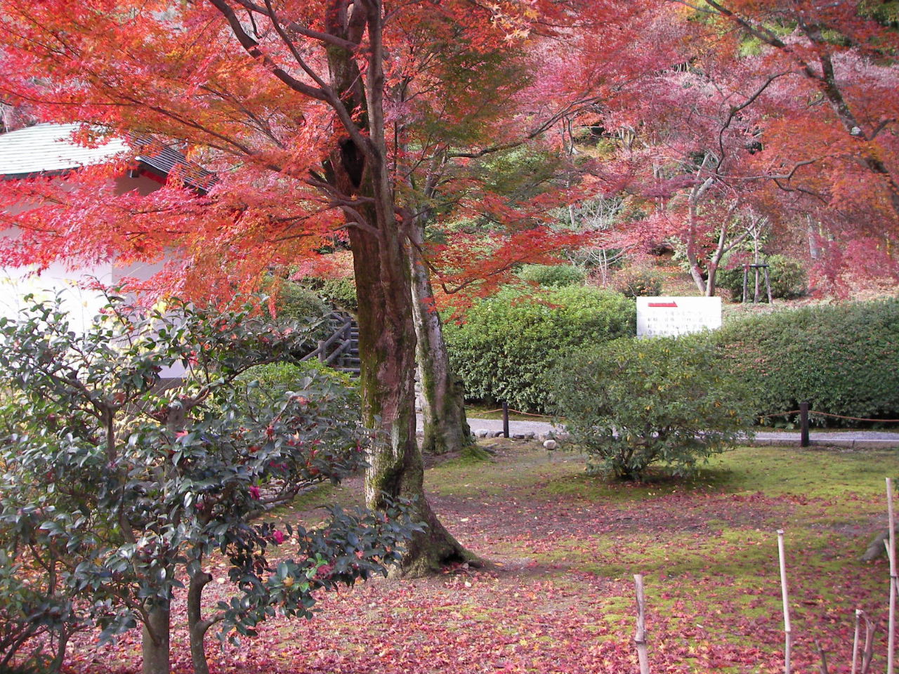 京都の秋（２）天龍寺の紅葉_f0100593_14314487.jpg