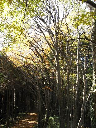 気軽な埼玉県の散歩道　仙元山＆ポンポン山_b0116703_137155.jpg