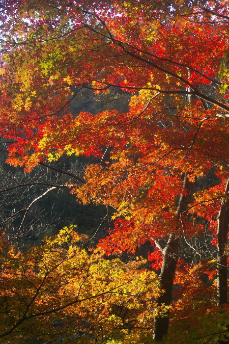 １１/２３　松尾池　紅葉_d0097318_23575541.jpg