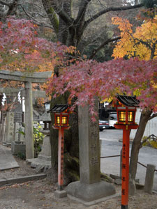 2007/12/08　近所にて_f0034922_18181539.jpg