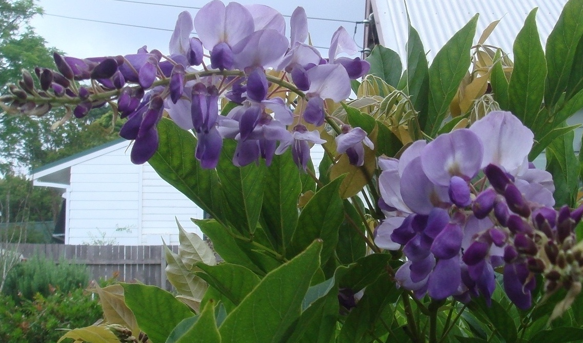 f0155522_1638891.jpg
