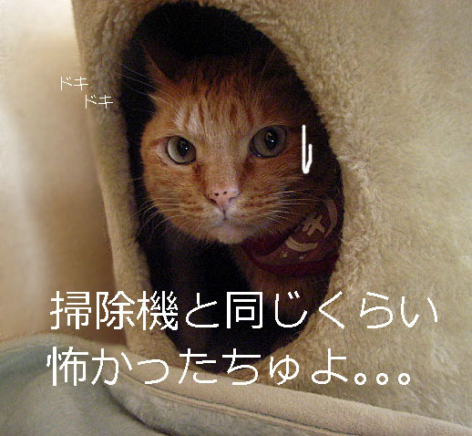 d0081025_2131650.jpg