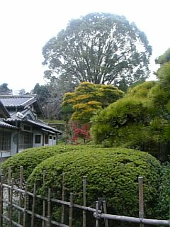 日本庭園_f0099147_1811257.jpg