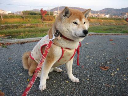 2回目の宝ヶ池はデート♪_c0049950_2238588.jpg