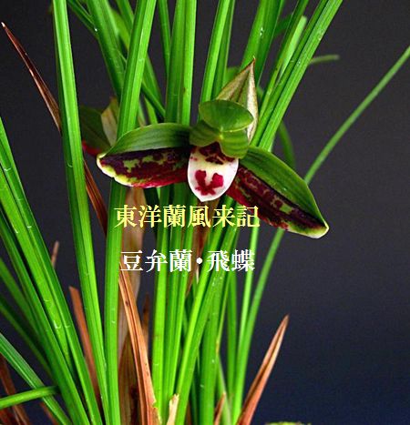 ◆奥地蘭・豆弁蘭「飛蝶」　　　　　　　　　　　　　No.176_d0103457_10386.jpg