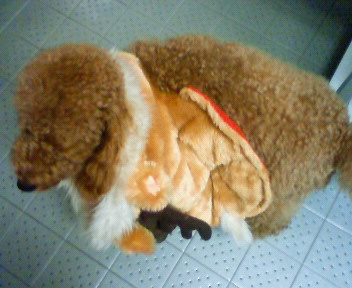 2007.12.8 おばかちゃん☆茶々トナカイ_a0083571_12452326.jpg