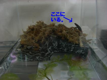 アカハライモリ来たる ２ ぐるぐるうずまき