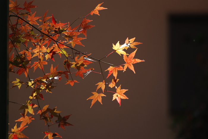 続・お寺の紅葉祭り_c0120376_203341.jpg