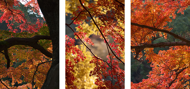 紅葉の梅園（熱海）_c0081286_19142493.jpg