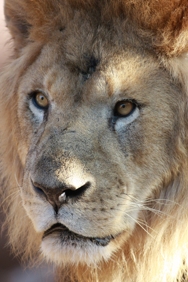 ♂登場_b0016600_022450.jpg