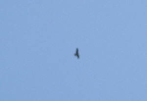 c0148401_8115972.jpg