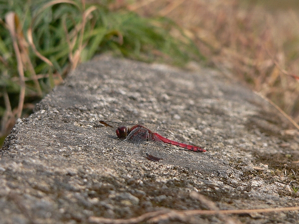 e0002314_15591248.jpg