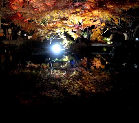 ライトアップさらた大田黒公園を歩いたよ_c0150923_19264376.jpg