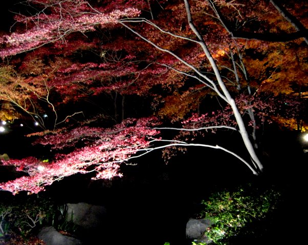 ライトアップさらた大田黒公園を歩いたよ_c0150923_19275266.jpg