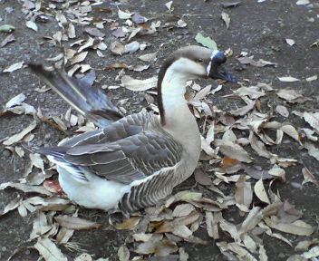 e0085133_2240141.jpg