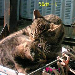 じゃれあいねこ_f0159039_0254228.jpg