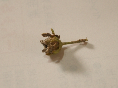 c0025140_0493319.jpg