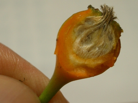 c0025140_05036.jpg