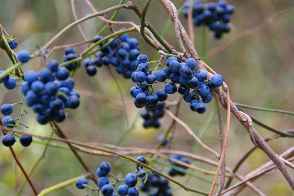 c0155950_18541344.jpg