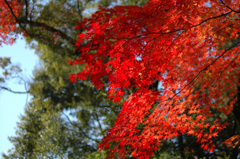 秋の京都、その6：紅葉なら、金閣寺。_d0086668_16481739.jpg