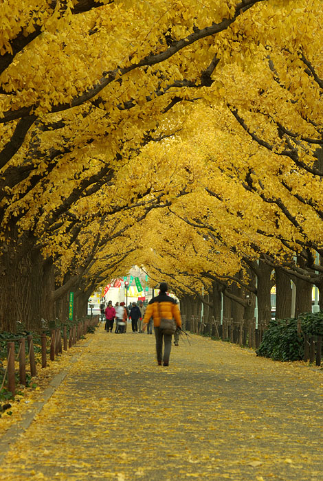 神宮外苑の銀杏並木 : 気分は放浪記