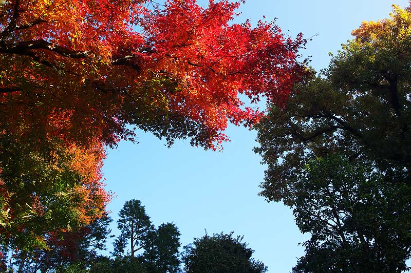 今年最後の紅葉_f0035323_15555688.jpg