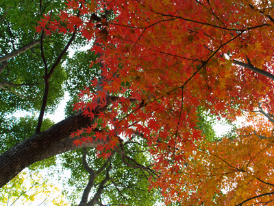 近所の公園にて紅葉を楽しむ_f0047524_9264883.jpg