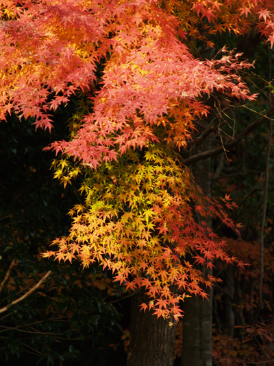 近所の公園にて紅葉を楽しむ_f0047524_927628.jpg