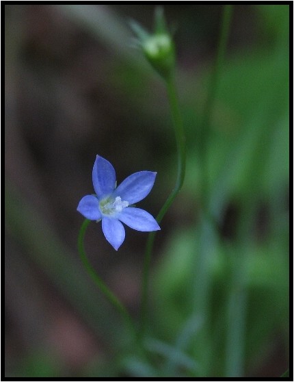 キキョウの仲間の小さな花達 野草風薫 キキョウの仲間の小さな花達 野草風薫