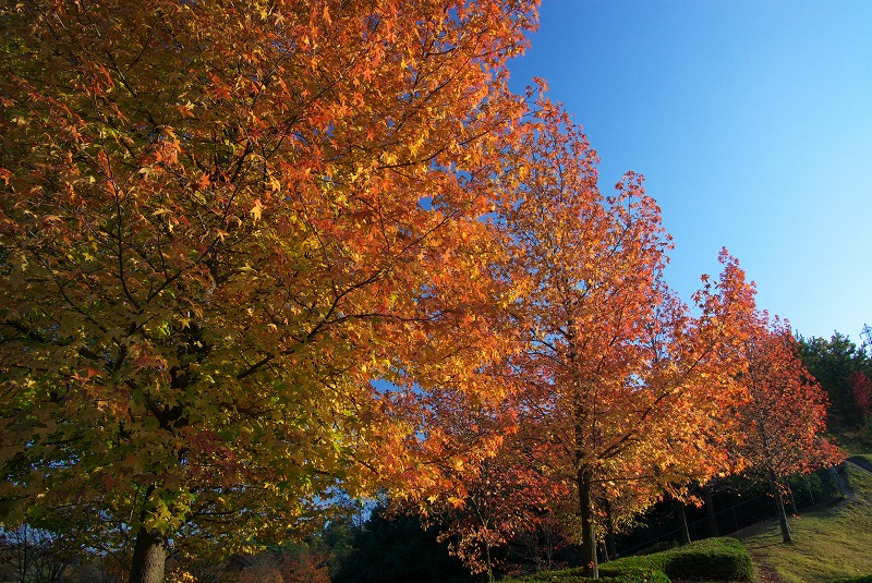 近場の紅葉_f0155048_0371649.jpg
