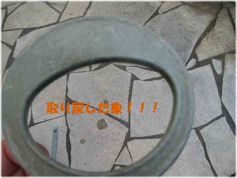 【ミケリンのジョーロカラー】_b0009849_15445839.jpg