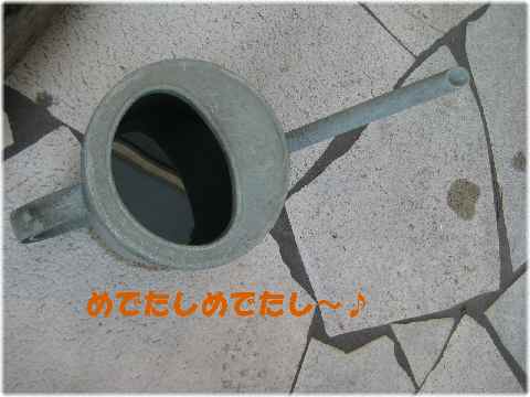 【ミケリンのジョーロカラー】_b0009849_15455878.jpg